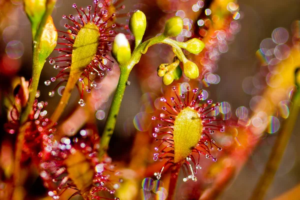 Eine Selektive Fokusaufnahme Des Rundblättrigen Sonnentaus Drosera Rotundifolia — Stockfoto