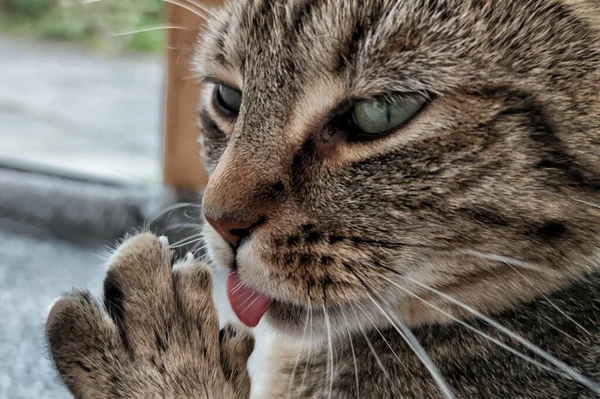 Gros Plan Une Jolie Tête Chat Aux Yeux Verts Tabby — Photo