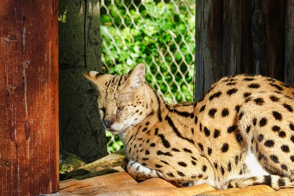 Egy Afrikai Serval Macska Fekszik Napon Egy Állatkertben — Stock Fotó
