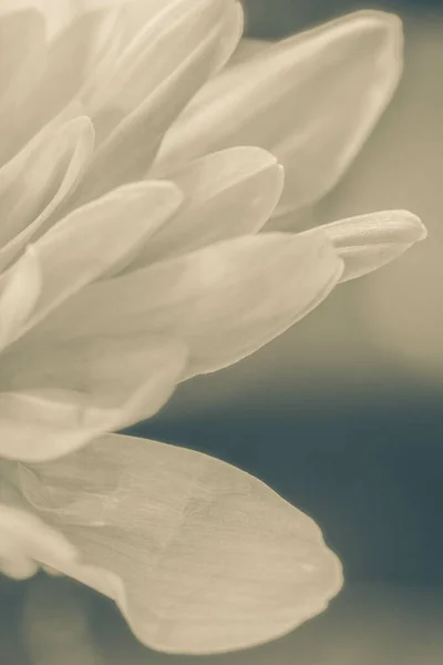 Colpo Verticale Foglie Fiore Bianco Sotto Luci Con Uno Sfondo — Foto Stock