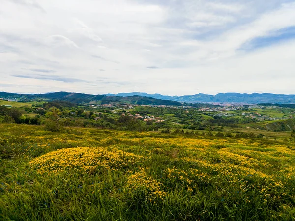 Tiro Close Uma Paisagem Rural Campos Com Flores Amarelas — Fotografia de Stock