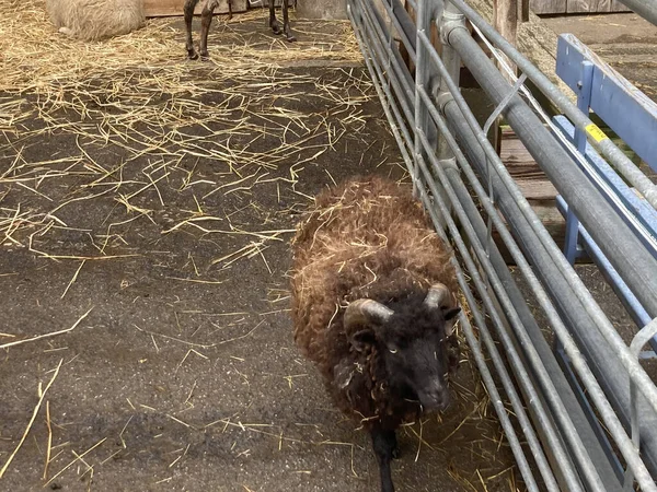 Brązowa Puszysta Owca Farmie — Zdjęcie stockowe