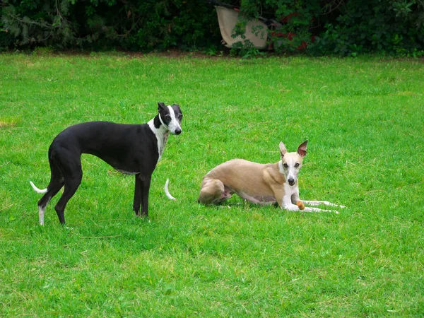 Красивое Фото Двух Красивых Чистокровных Собак Называемых Борзыми — стоковое фото