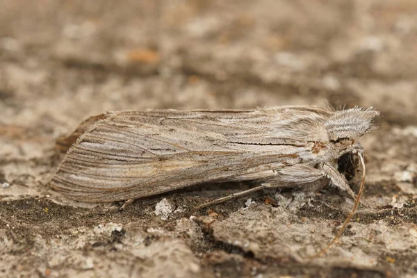 Primer Plano Una Polilla Tiburón Cucullia Umbratica Sobre Trozo Corteza — Foto de Stock