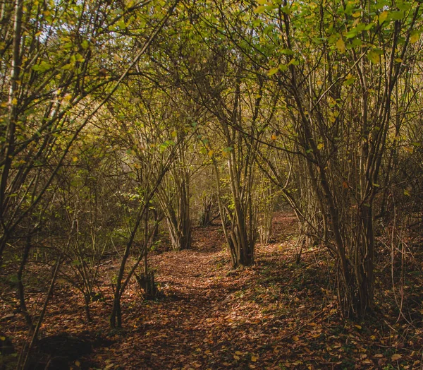 Vacker Skog Med Täta Träd Och Fallna Löv Hösten — Stockfoto
