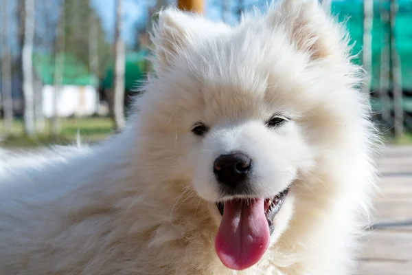 White Samoyed Husky Puppy Fluffy Coat — Stock Photo, Image