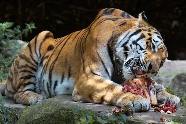 Szibériai Tigris Húst Eszik — Stock Fotó