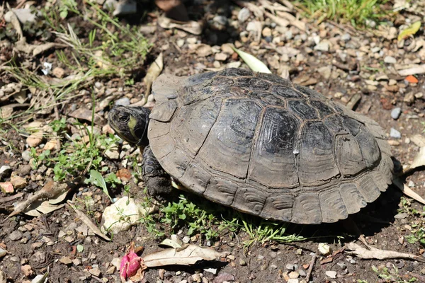 Closeup Shot Cute Land Turtle Walking Bright Sunlight — Stock Photo, Image