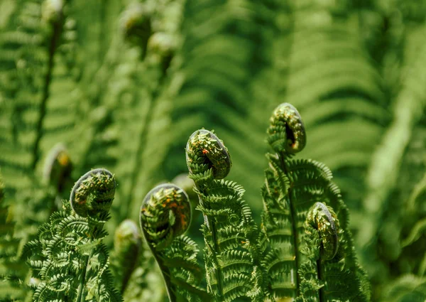 Selective Focus Green Ferns Leaves Forest Blurred — Stock Photo, Image