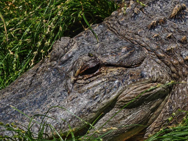 Plan Macro Une Tête Alligator Avec Herbe Verte Arrière Plan — Photo