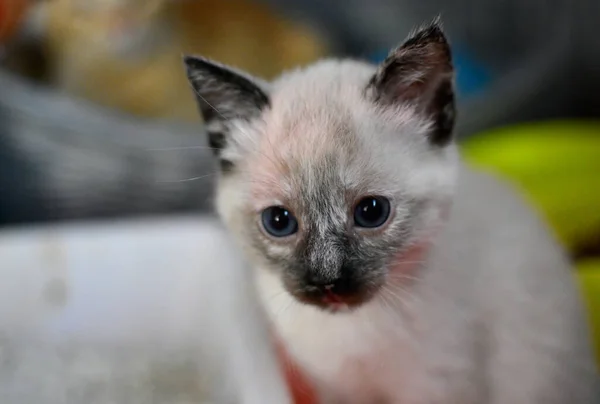 Zbliżenie Ujęcie Ślicznego Białego Kotka Niebieskimi Oczami — Zdjęcie stockowe