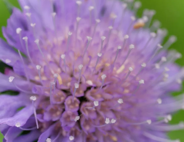 Closeup Shot Purple Field Scabious Flower — Φωτογραφία Αρχείου