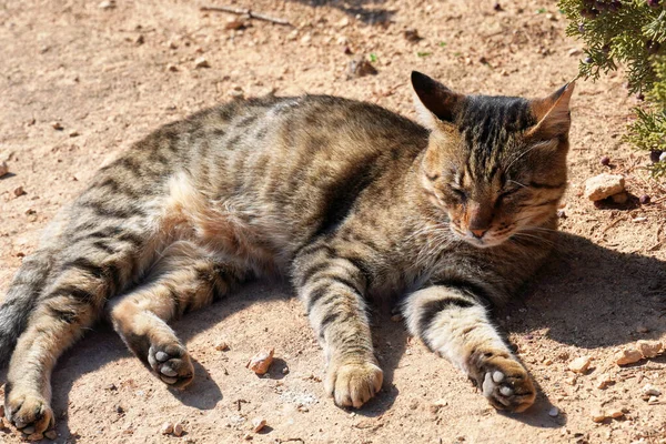 Egy Aranyos Utcai Macska Fekszik Nap Alatt Talaj Talaján Portugáliában — Stock Fotó