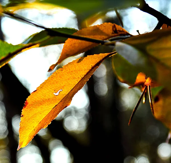 Leuchtend Gelbe Blätter Hängen Herbst Gegenlicht Der Nachmittagssonne Ast — Stockfoto