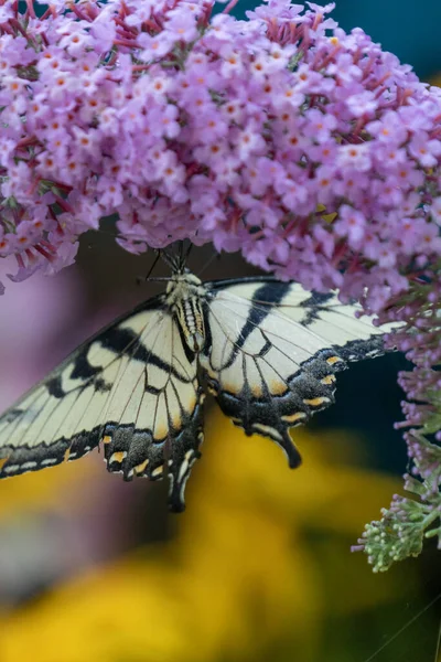 Colpo Verticale Una Farfalla Gialla Seduta Fiore Fiore — Foto Stock