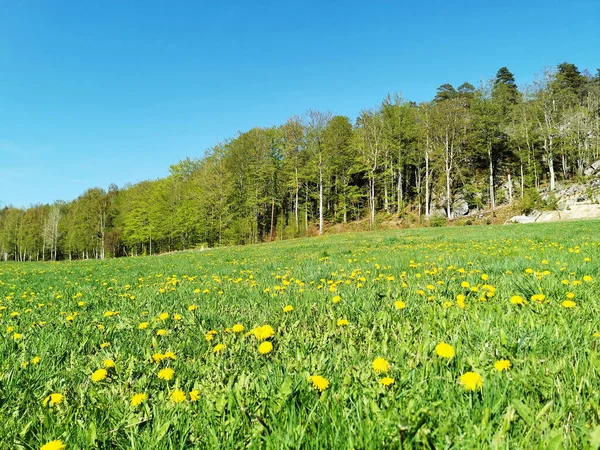 Beautiful Meadow Yellow Flowers Bokeskogen Norway — Stock Photo, Image