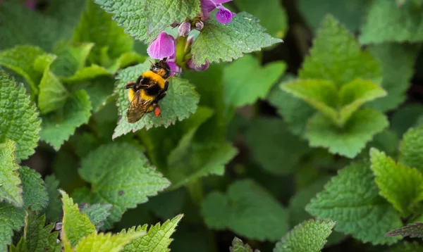 蜂窝蜜蜂在花园里从紫色花朵中采集花粉和花蜜的软聚焦点 — 图库照片
