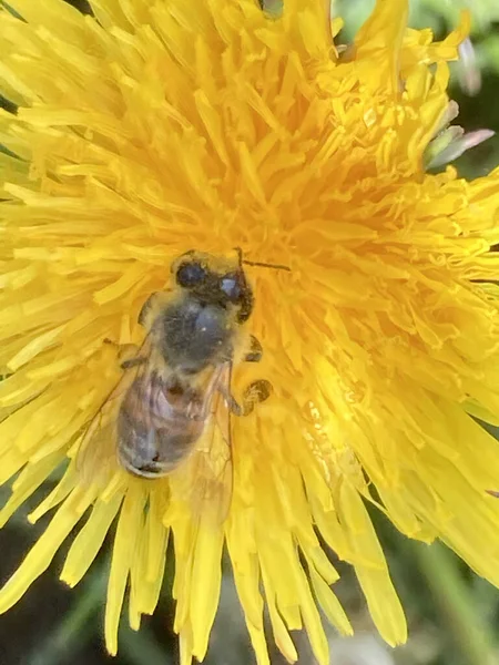 Gros Plan Une Abeille Sur Une Fleur Pissenlit — Photo