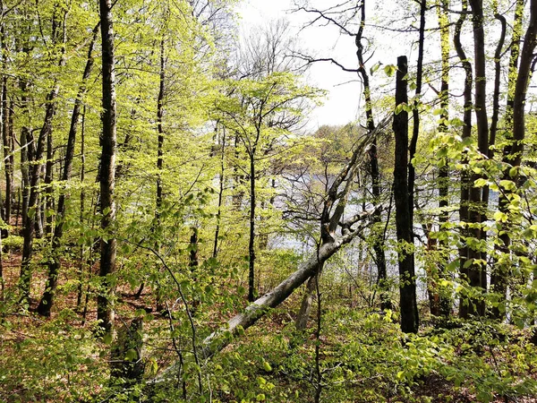 Eine Wunderschöne Landschaft Mit Grüner Vegetation Frühling — Stockfoto