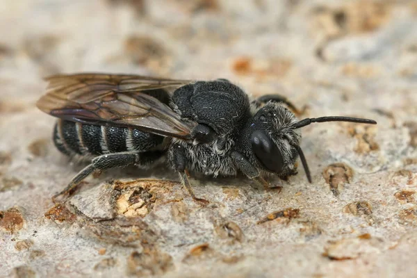 Tiro Macro Cleptoparasita Preto Abelha Cuco Uma Madeira Natureza Gard — Fotografia de Stock