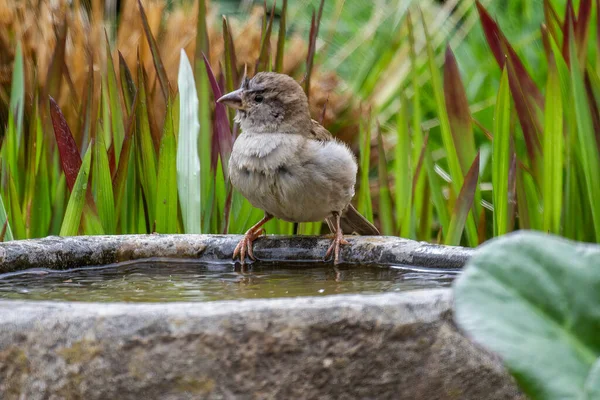 Pardal Fronteira Banho Pássaro Pedregoso Pronto Para Banho — Fotografia de Stock