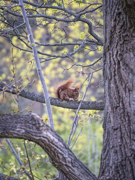 Eichhörnchen Frisst Eine Nuss Auf Dem Ast — Stockfoto