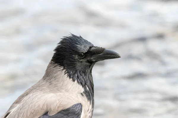 Hooded Kråka Isolerad Grå Bakgrund — Stockfoto