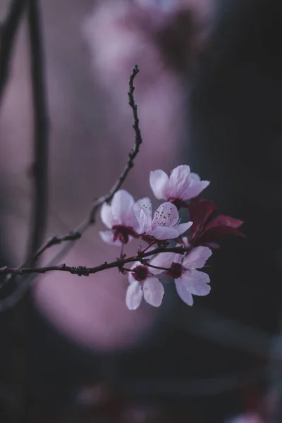 木の枝に成長する美しいピンクの花の選択的な焦点ショット — ストック写真