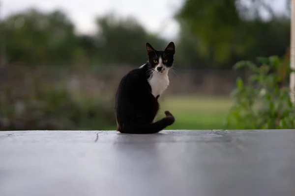 흑백의 고양이 — 스톡 사진