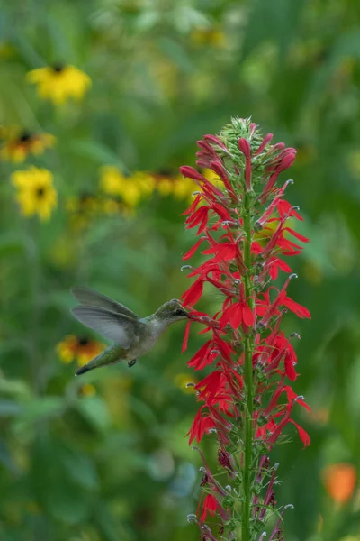 Vertical Shot Hummingbird Flying Blooming Cardinal Flower — Φωτογραφία Αρχείου