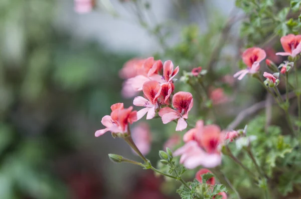 美しいピンクのゼラニウムの花の選択的なフォーカスショット — ストック写真