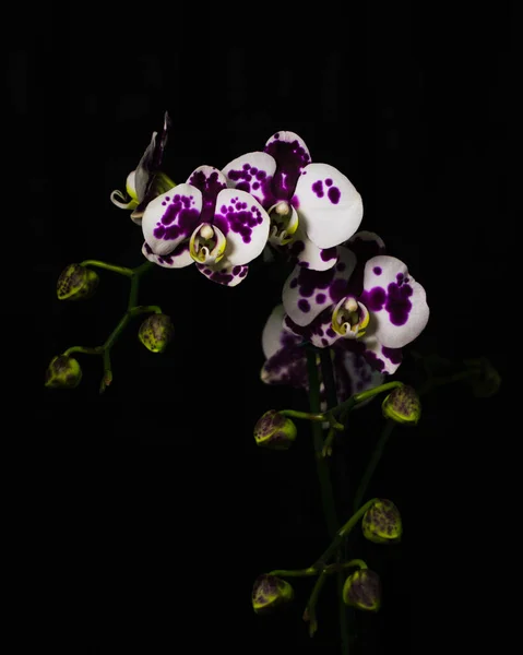 Vertikal Bild Lila Fläckiga Mal Orkidéer Isolerad Svart Bakgrund — Stockfoto