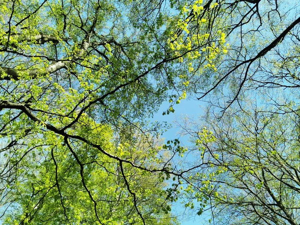 Angle Bas Des Branches Avec Des Feuilles Vertes Contre Ciel — Photo