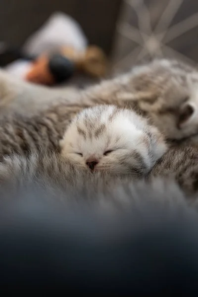 Vertical Shot Cute Baby Cat — Stock Photo, Image