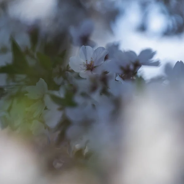 Eine Selektive Fokusaufnahme Schöner Weißer Blumen Die Auf Einem Ast — Stockfoto