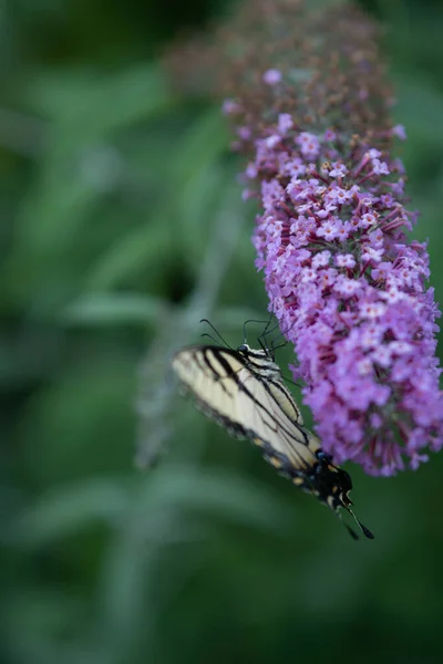 Una Hermosa Mariposa Amarilla Sentada Sobre Una Flor Púrpura — Foto de Stock