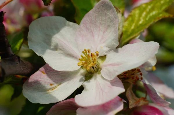 牧草地の果樹園でリンゴの木の花 プランテーション栽培とは異なり 持続可能で多様な生態系です — ストック写真