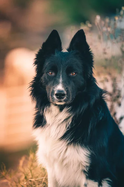 Ett Porträtt Söt Svart Och Vit Gräns Collie Hund Sitter — Stockfoto