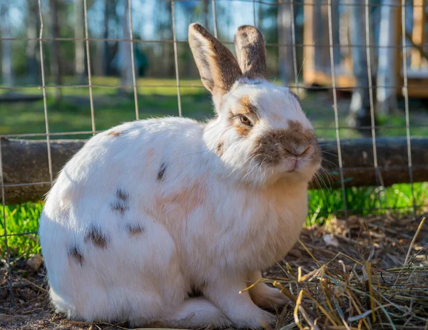 Lindo Conejo Esponjoso Una Granja — Foto de Stock