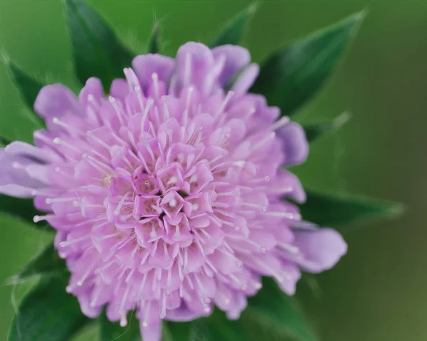 Zbliżenie Ujęcie Purpurowego Pola Scabious Kwiat — Zdjęcie stockowe