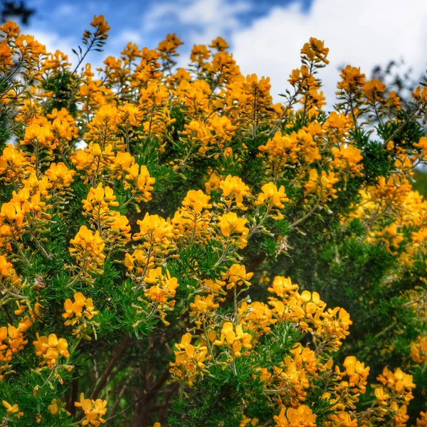 Gyönyörű Sárga Azálea Vagy Mézeskalács Azálea Virágzó Növény — Stock Fotó