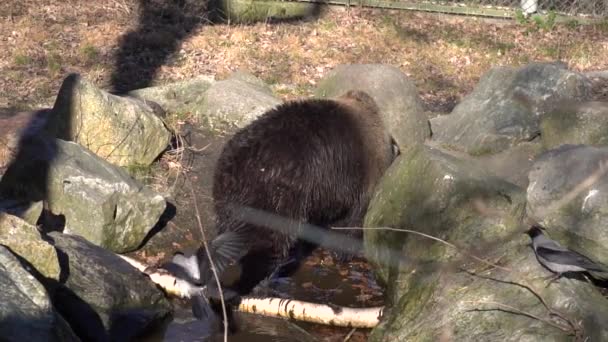 昼間に池の中のカラスに囲まれた茶色のクマのHd映像 — ストック動画