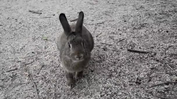 Primer Plano Adorable Conejo Negro Gris Suelo — Vídeos de Stock