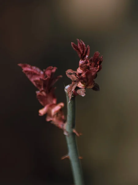 小さなピンクの葉を持つエキゾチックな植物の垂直選択的焦点ショット — ストック写真