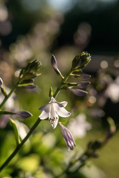 Egy Függőleges Felvétel Virágzó Virágokról Kertben — Stock Fotó