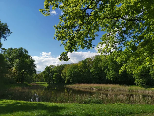 夏は澄んだ空に緑の植物に囲まれた湖 — ストック写真