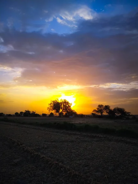 Silhouetten Van Kale Bomen Het Veld Bij Gouden Zonsondergang — Stockfoto