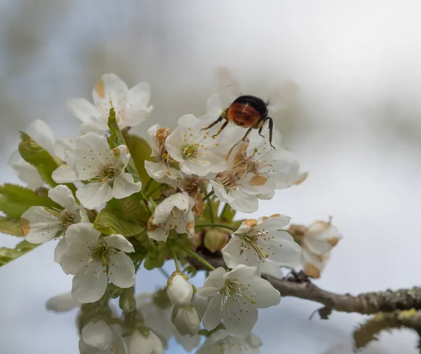 Ett Mjukt Fokus Hos Ett Som Samlar Nektar Och Pollen — Stockfoto