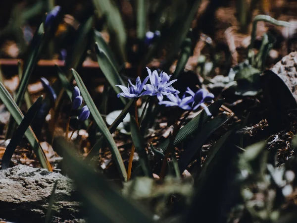 Bir Bahçede Yakalanmış Güzel Mavi Çiçeklerin Seçici Odak Noktası — Stok fotoğraf