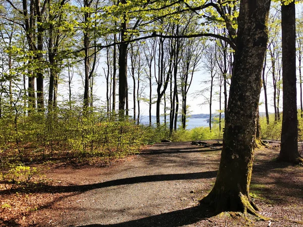 Tiro Perto Árvores Sua Sombra Floresta — Fotografia de Stock